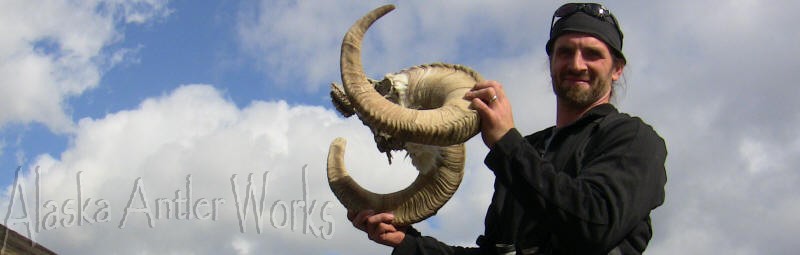 Winter kill dall sheep