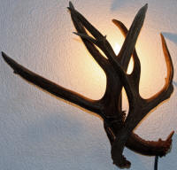 antler sconce