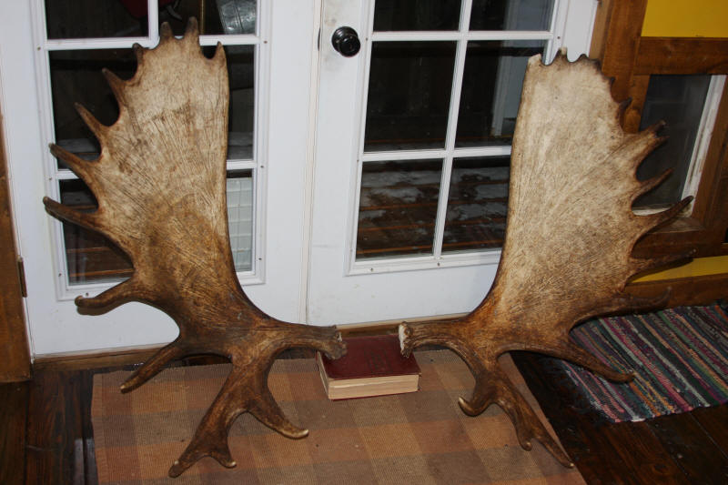 Moose antlers sales for sale