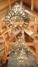 Whitetail Antler Chandelier